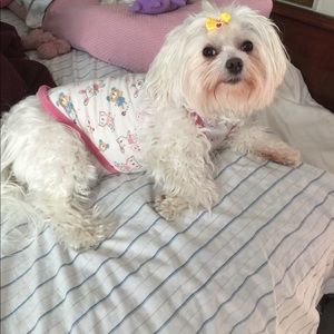 Daisy our Havanese girl rescue.